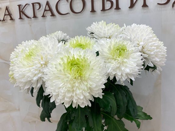Анатомия, интерьер
