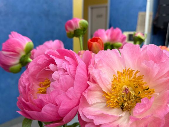 Beauty art, интерьер