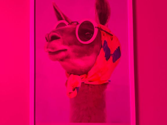 Lime And Lama, интерьер