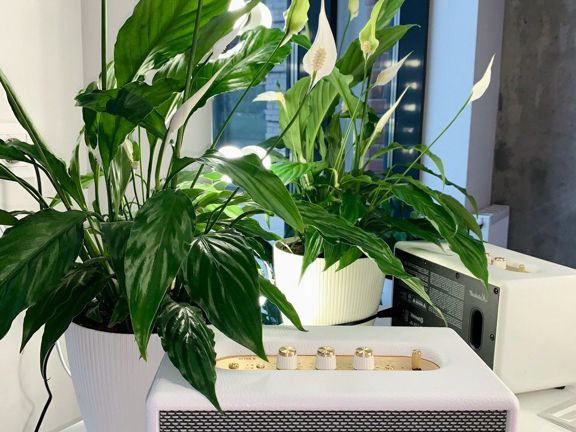 Ноготочечная Коза, интерьер